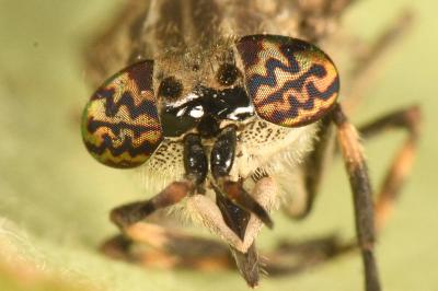 <i>Haematopota pluvialis</i>