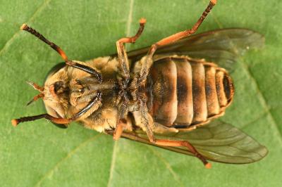 <i>Tabanus sudeticus</i>