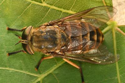 <i>Tabanus sudeticus</i>