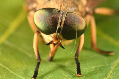 <i>Tabanus sudeticus</i>