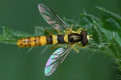 <i>Sphaerophoria scripta</i>
