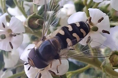 <i>Scaeva pyrastri</i>
