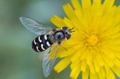 <i>Scaeva pyrastri</i>