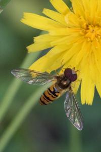 <i>Episyrphus balteatus</i>