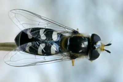 <i>Scaeva pyrastri</i>