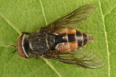 <i>Hybomitra</i>