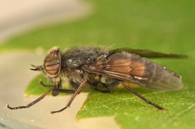 <i>Hybomitra</i>