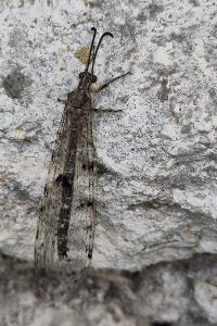 <i>Distoleon tetragrammicus</i>