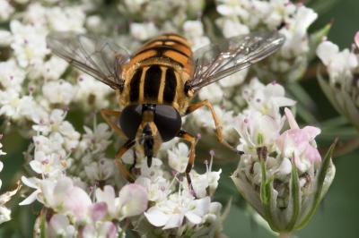 <i>Helophilus pendulus</i>