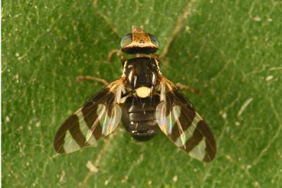 <i>Urophora quadrifasciata</i>