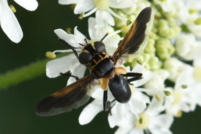 <i>Trichopoda pictipennis</i>