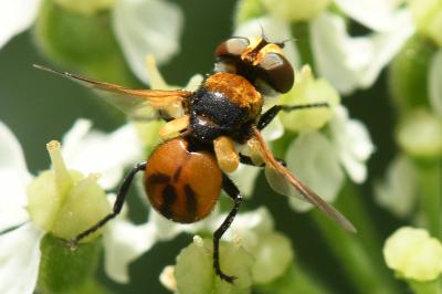 <i>Cistogaster globosa</i>