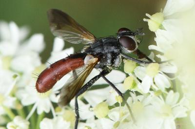 <i>Cylindromyia bicolor</i>
