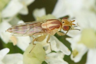 <i>Meromyza</i>