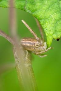<i>Clonopsis gallica</i>