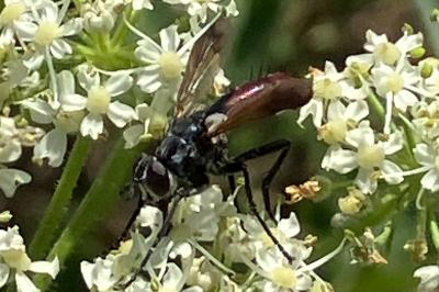 <i>Cylindromyia bicolor</i>