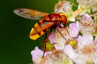 <i>Volucella zonaria</i>