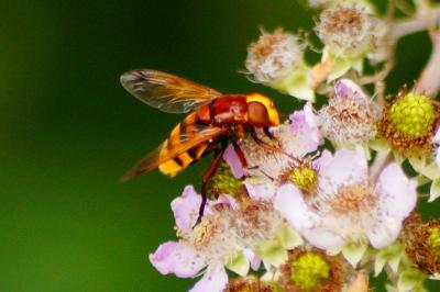 <i>Volucella zonaria</i>