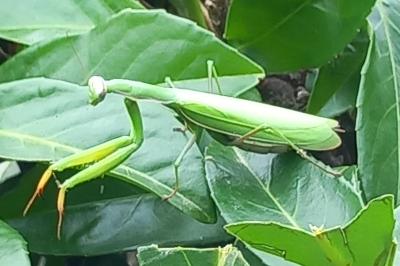 <i>Mantis religiosa</i>