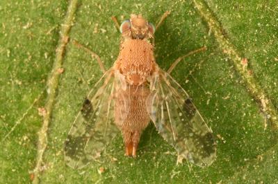 <i>Tephritis bardanae</i>
