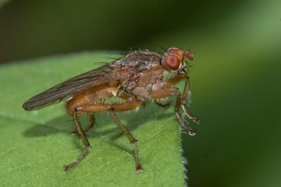 <i>Scathophaga</i>