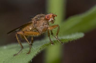 <i>Scathophaga</i>
