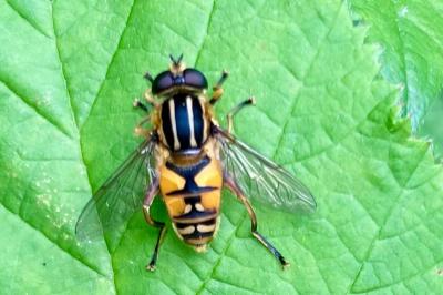 <i>Helophilus pendulus</i>