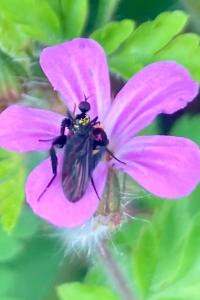 <i>Empis pennipes</i>