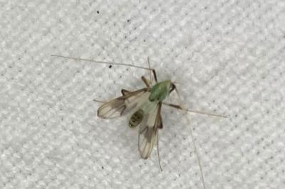 <i>Stenochironomus</i>
