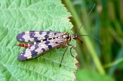 <i>Panorpa vulgaris</i>
