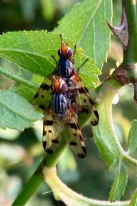 <i>Otites porcus</i>