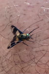 <i>Chrysops caecutiens</i>