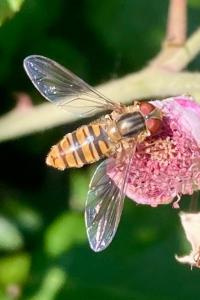 <i>Episyrphus balteatus</i>