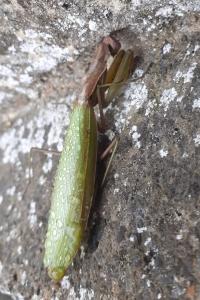 <i>Mantis religiosa</i>