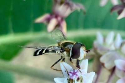 <i>Scaeva pyrastri</i>