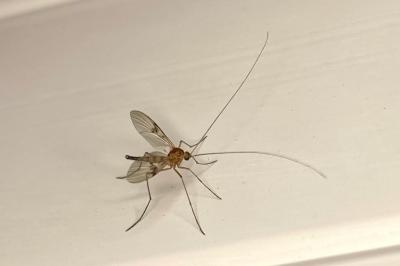 <i>Macrocera</i>