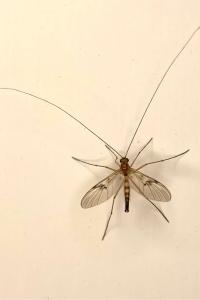 <i>Macrocera</i>
