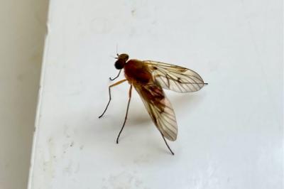 <i>Chrysopilus laetus</i>