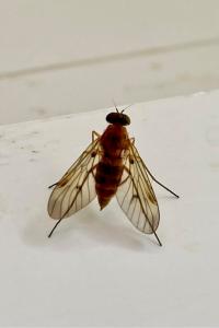 <i>Chrysopilus laetus</i>