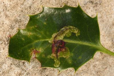 <i>Phytomyza ilicis</i>