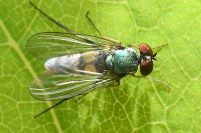 <i>Argyra</i>