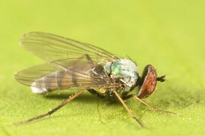 <i>Argyra</i>