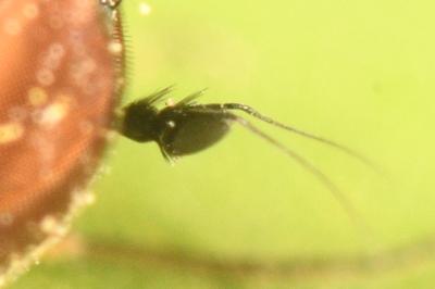 <i>Argyra</i>