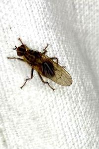 <i>Scathophaga stercoraria</i>