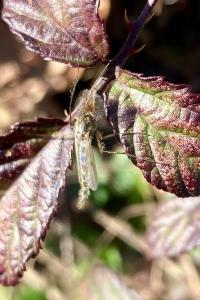 <i>Chironomus</i>
