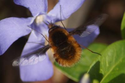 <i>Bombylius major</i>