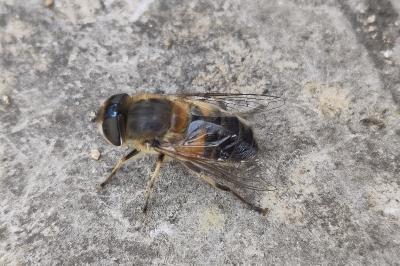 Eristalis similis