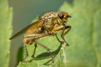 <i>Scathophaga stercoraria</i>