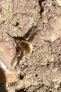 <i>Bombylius major</i>
