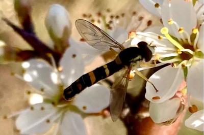 <i>Sphaerophoria scripta</i>
